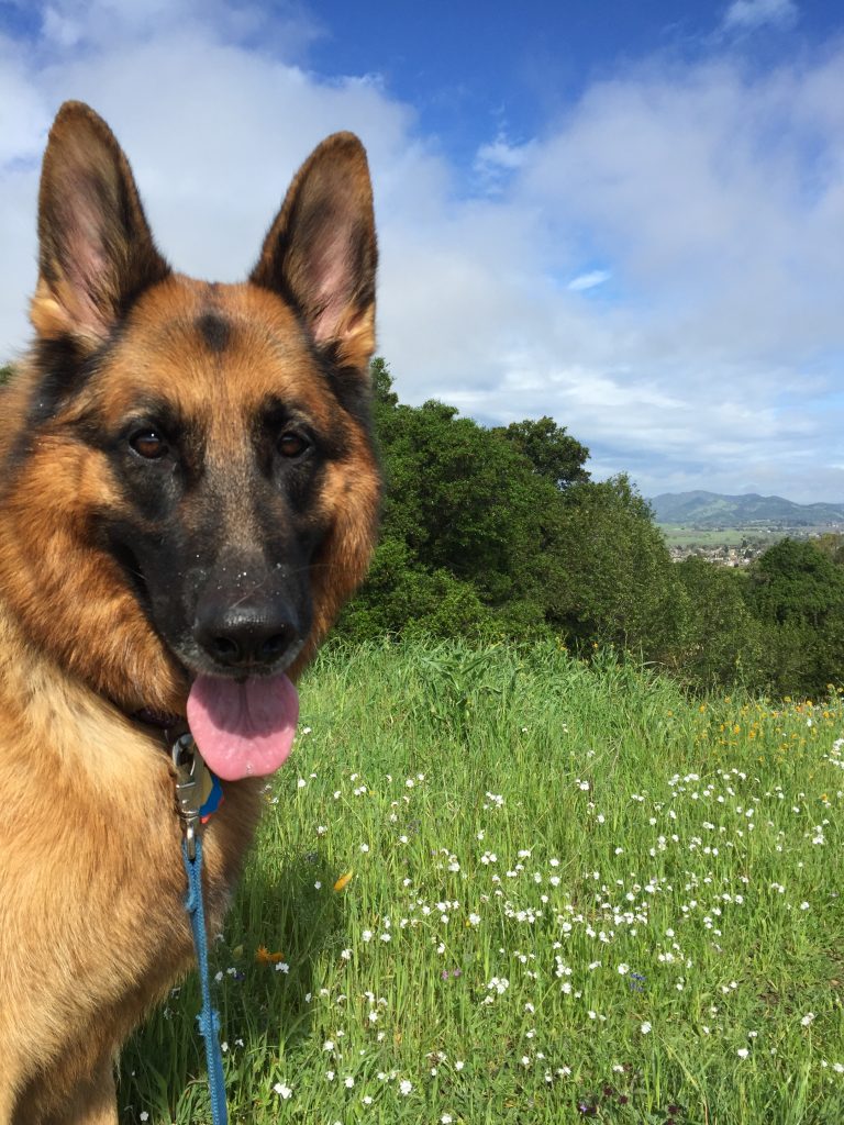 Joan Jakel's german shepherd Teddy. She started by fostering him then adopted him. This photo was taken on one of the trails they enjoyed together