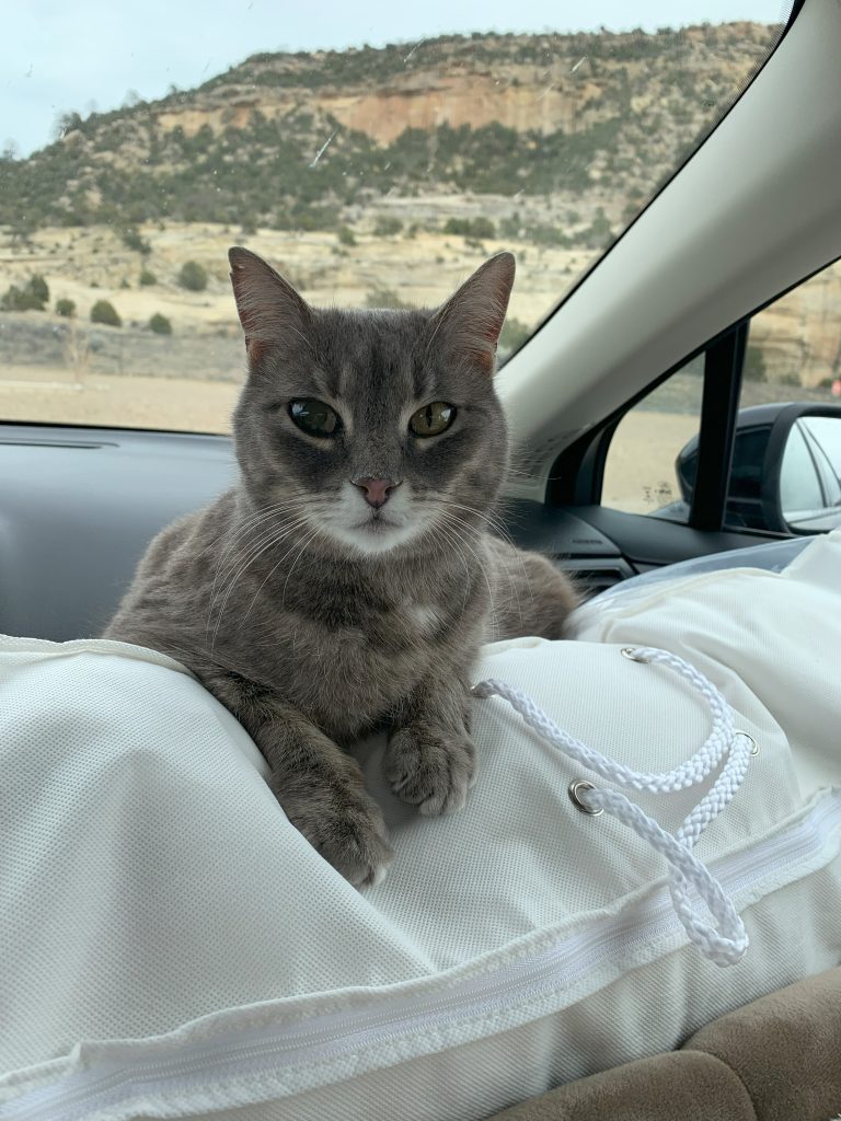 Pepper Cat chilling out in the front seat of Coach Joan Jakel's car as they drive cross country